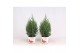 Juniperus chinensis stricta in smartcup christmas 