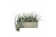 Tillandsia ehlersiana 