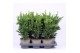 Chamaecyparis obtusa drath 