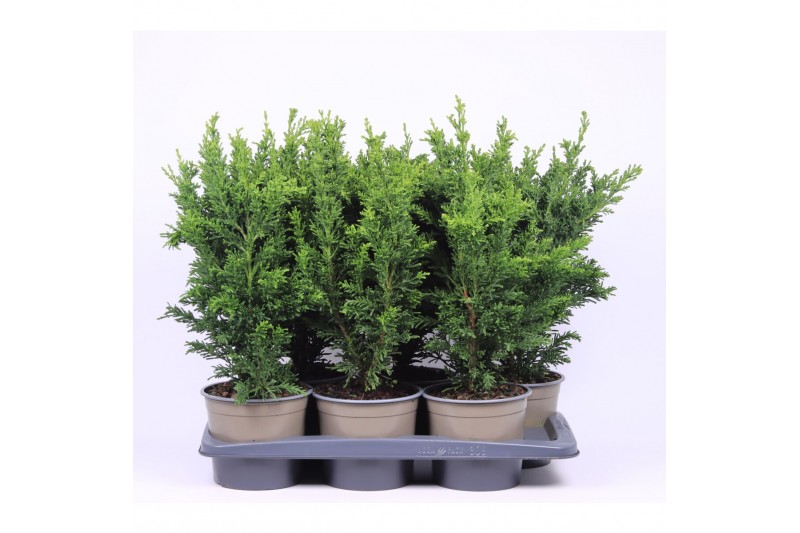 Chamaecyparis obtusa drath 