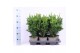 Chamaecyparis obtusa drath 