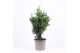 Chamaecyparis obtusa drath 