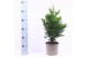 Chamaecyparis obtusa drath 