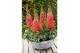 Delphinium Red Lark 