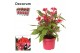 Celosia argentea hot topic pink decorum + hoes 