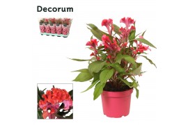 Celosia argentea hot topic pink decorum + hoes