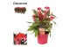 Celosia argentea hot topic pink decorum + etiket 
