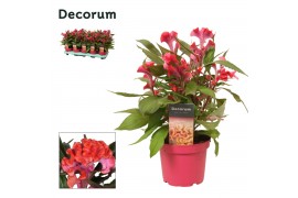 Celosia argentea hot topic pink decorum + etiket