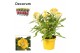 Celosia argentea hot topic yellow decorum + hoes 