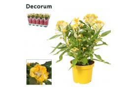 Celosia argentea hot topic yellow decorum + hoes