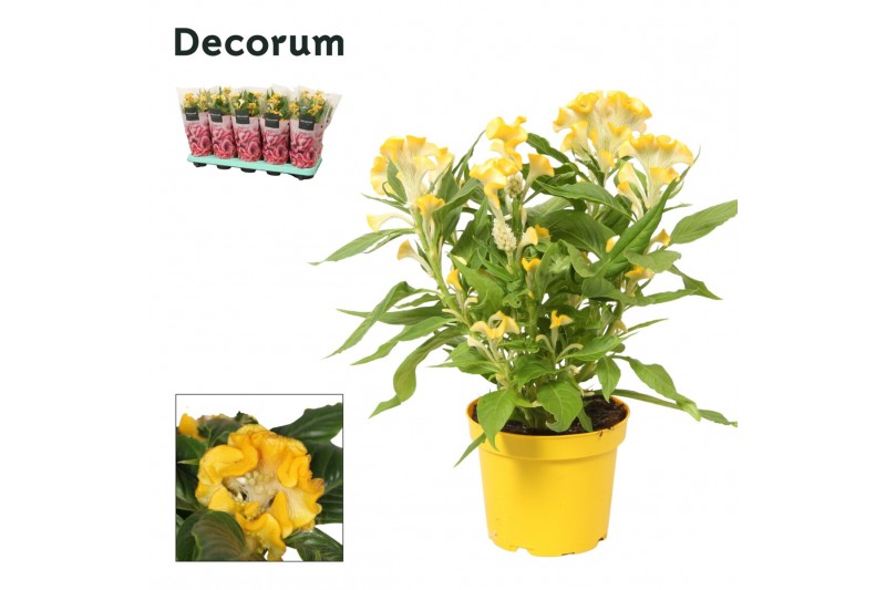 Celosia argentea hot topic yellow decorum + hoes Celosia argentea hot topic yellow decorum + hoes