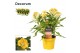 Celosia argentea hot topic yellow decorum + etiket 