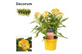Celosia argentea hot topic yellow decorum + etiket