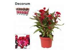 Celosia argentea hot topic purple red decorum + hoes