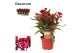 Celosia argentea hot topic purple red decorum + etiket 