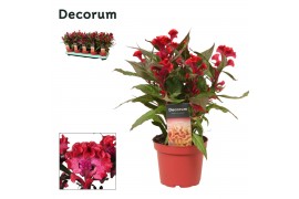 Celosia argentea hot topic purple red decorum + etiket