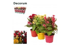 Celosia argentea hot topic mix decorum + hoes