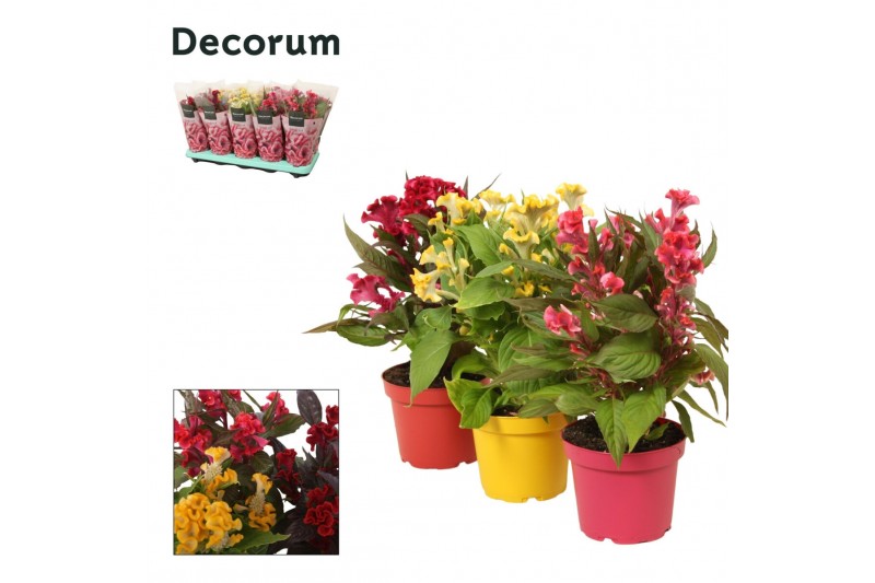 Celosia argentea hot topic mix decorum + hoes 