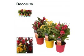Celosia argentea hot topic mix decorum + etiket