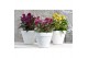 Celosia argentea hot topic mix decorum + etiket 