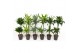 Dracaena mix 45-15 
