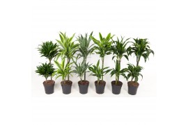 Dracaena mix 45-15