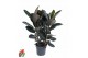 Ficus elastica abidjan vertakt 