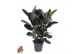 Ficus elastica abidjan vertakt