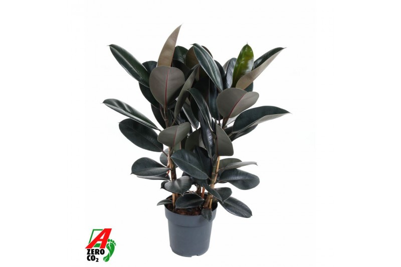 Ficus elastica abidjan vertakt 