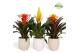 Bromelia mix Palma keramiek - Green mix 