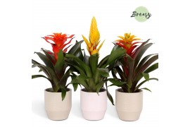 Bromelia mix Palma keramiek - Green mix
