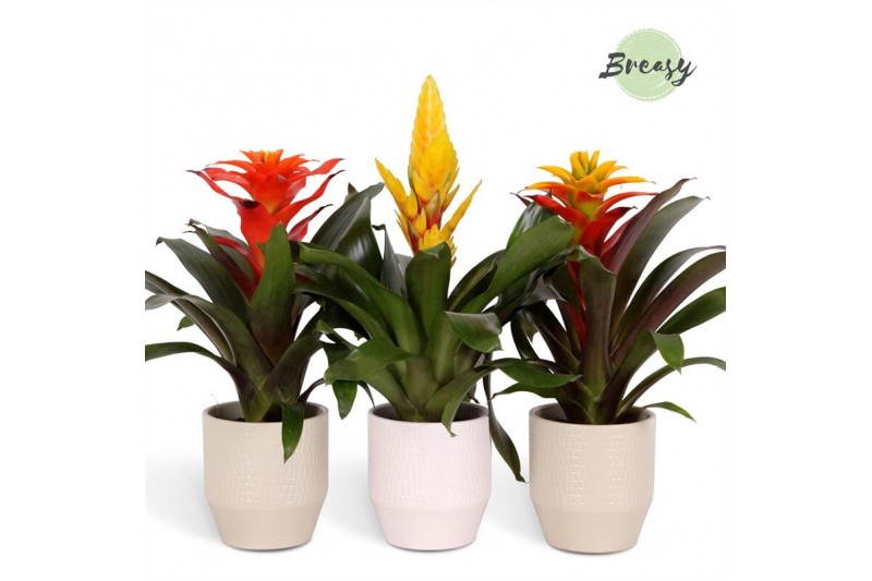Bromelia mix Palma keramiek - Green mix Bromelia mix Palma keramiek - Green mix