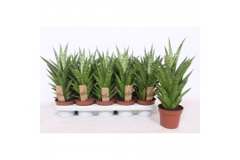 Sansevieria cylindrica tough lady
