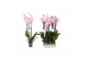 Phalaenopsis rosion 3 tak - 22+ bloemen 