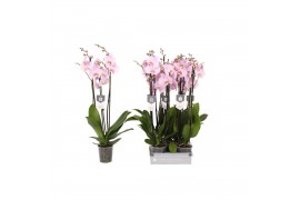 Phalaenopsis rosion 3 tak - 22+ bloemen