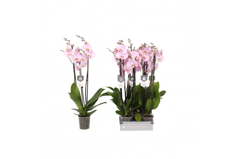 Phalaenopsis rosion 3 tak - 22+ bloemen 