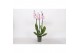 Phalaenopsis rosion 3 tak - 22+ bloemen 
