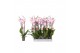 Phalaenopsis rosion 3 tak - 22+ bloemen 