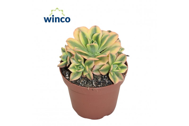 Aeonium Starburst 