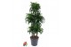 Dracaena fragr. compacta dorado 90 carrousel 