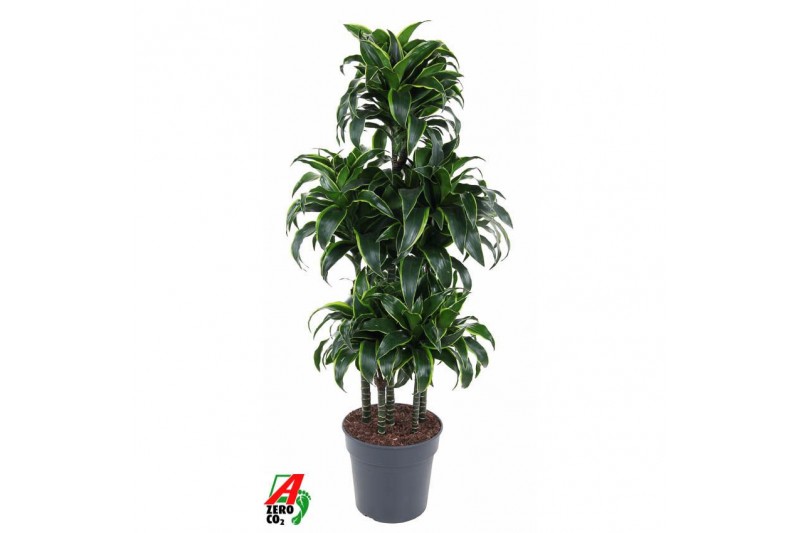 Dracaena fragr. compacta dorado 90 carrousel 