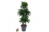 Dracaena fragr. compacta dorado 90 carrousel