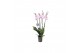 Phalaenopsis rosion 4 tak - 25+ bloemen 