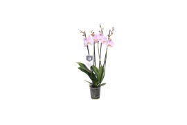 Phalaenopsis rosion 4 tak - 25+ bloemen