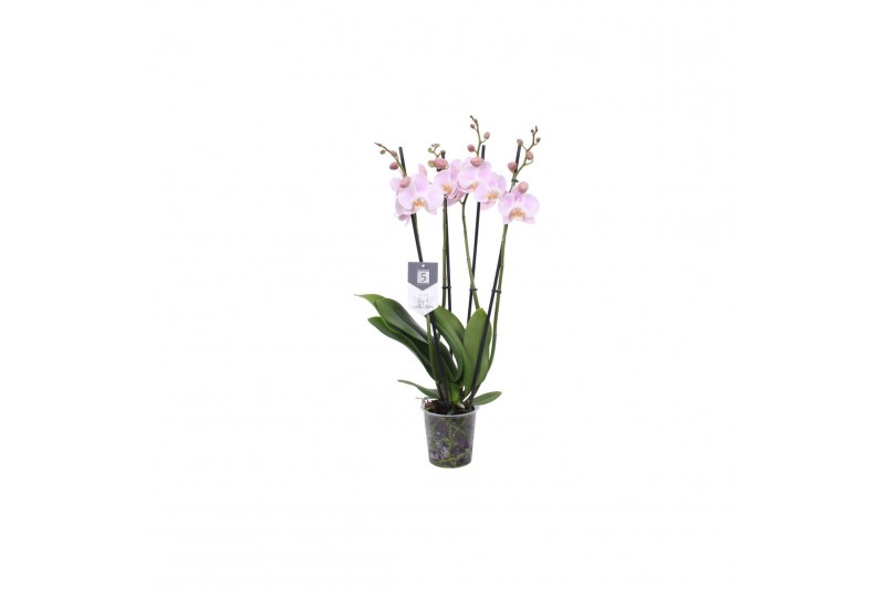 Phalaenopsis rosion 4 tak - 25+ bloemen 
