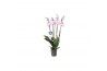 Phalaenopsis rosion 4 tak - 25+ bloemen