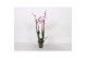 Phalaenopsis rosion 4 tak - 25+ bloemen 
