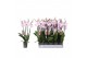 Phalaenopsis rosion 4 tak - 25+ bloemen 