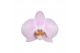 Phalaenopsis rosion 4 tak - 25+ bloemen 