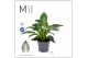 Philodendron Philodendron - KARMA White Stripe | 12cm 2 pp 